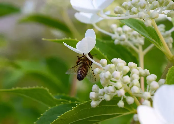 Migglwieshof アパート *