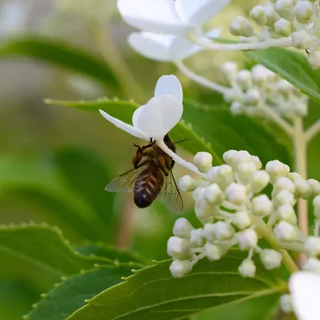 Migglwieshof Appartement *